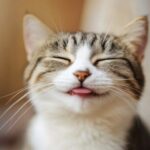 ノウハウコレクターでも成功する秘訣【月100万円を安定して稼ぐまでにやったこと】