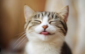 ノウハウコレクターでも成功する秘訣【月100万円を安定して稼ぐまでにやったこと】